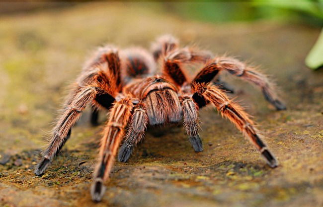 Animales invertebrados, tarántula