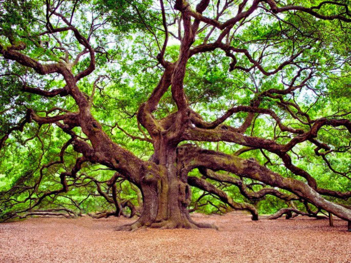 árbol frondoso y de grandes ramificaciones