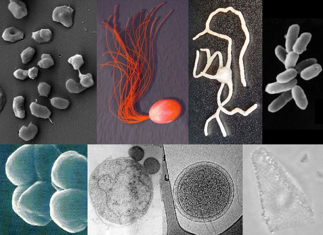 arqueas de diferentes clases vistas mediante un microscopio
