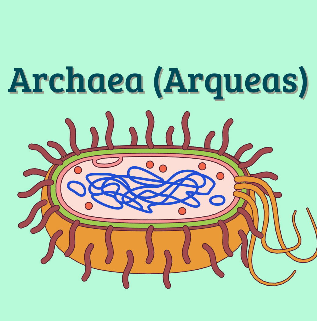 Archaea o arqueas (reino y dominio): qué son, características y ejemplos -  Enciclopedia Significados