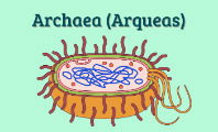 Archaea o arqueas (reino y dominio)