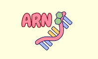 ARN (ácido ribonucleico)