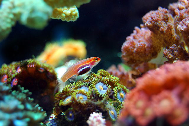 bioma de arrecife de coral