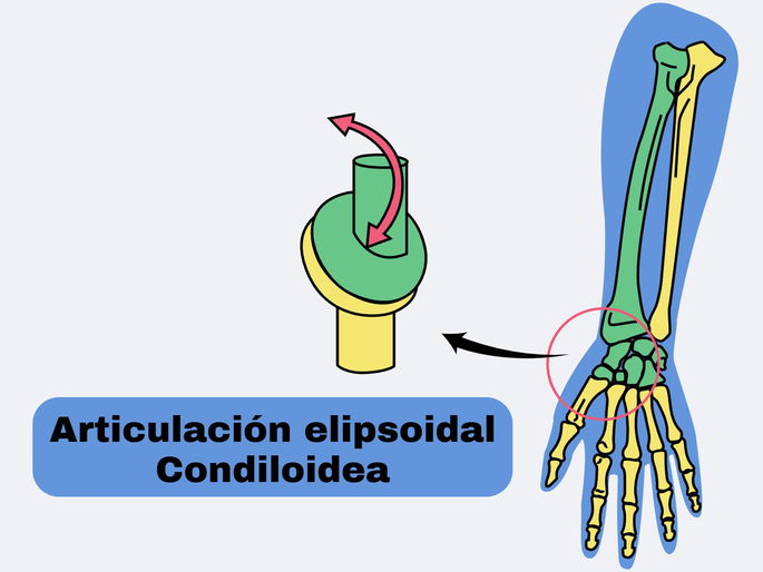 Tipos de articulaciones: ejemplo de articulación elipsoidal o condiloidea en los huesos de la muñeca.