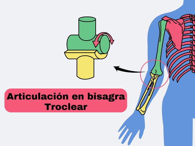 Tipos de articulaciones: ejemplo de una articulación en bisagra o troclear en los huesos del codo.