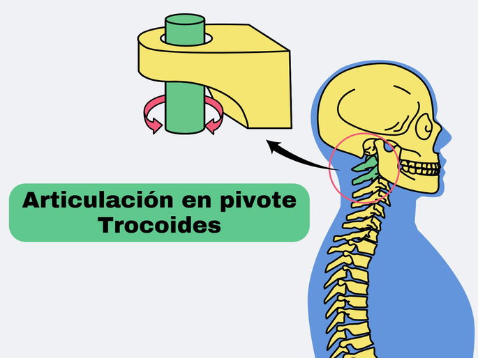 Tipos de articulaciones: ejemplo de articulación en pivote o trocoides en los huesos del cuello.