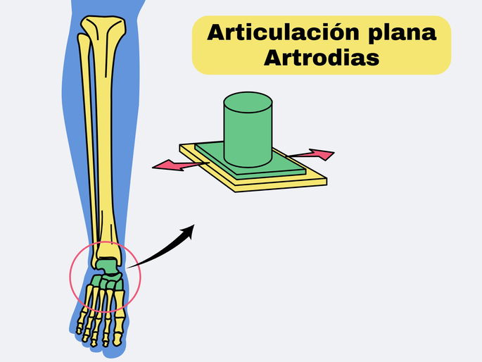 Tipos de articulaciones:ejemplo de una articulación plana o artrodias en los huesos del tobillo.