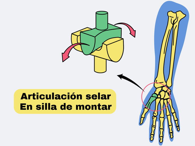 Tipos de articulaciones: ejemplo de una articulación selar o en silla de montar en los huesos que unen un dedo con la muñeca.