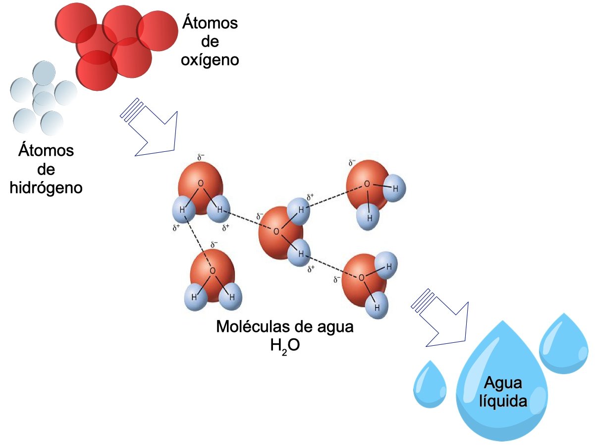 los atomos de oxigeno e hidrogeno forman la molecula de agua