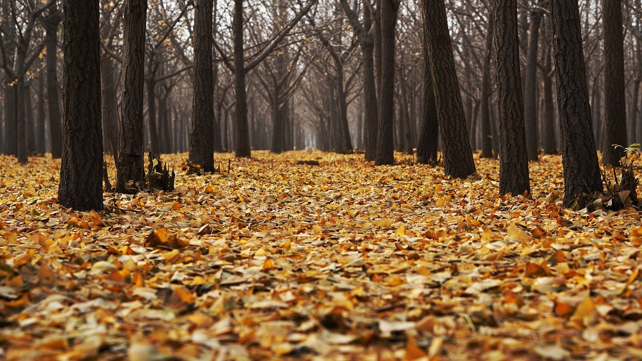 bosque templado en otoño con una capa de hojas caidas en el suelo