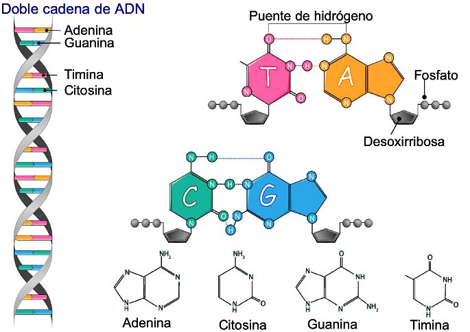 estructura y partes del adn acido desoxirribonucleico