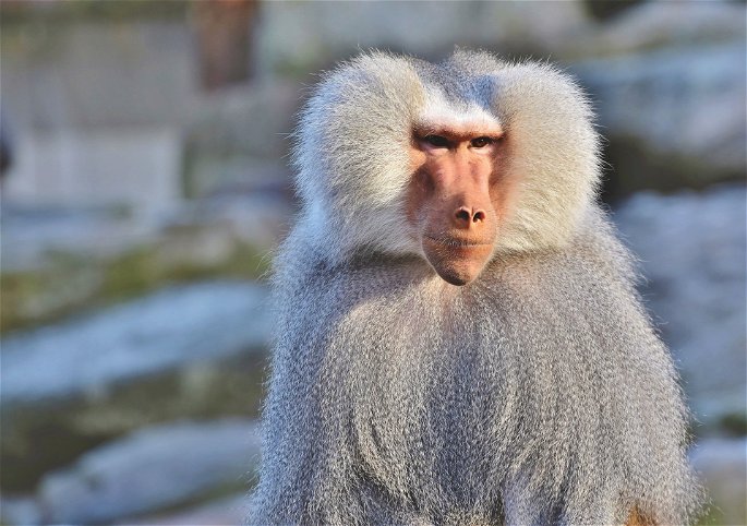Ejemplar de babuino, mono del viejo mundo
