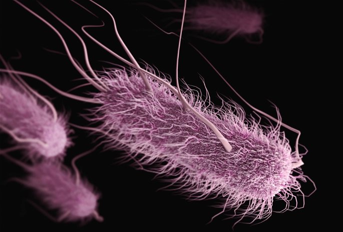 Cuatro microorganismos rosas con muchos flagelos sobresaliendo de la pared celular