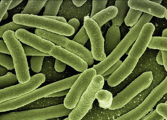 Bacteria Escherichia coli vista con microscopio