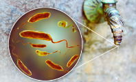 Bacteria