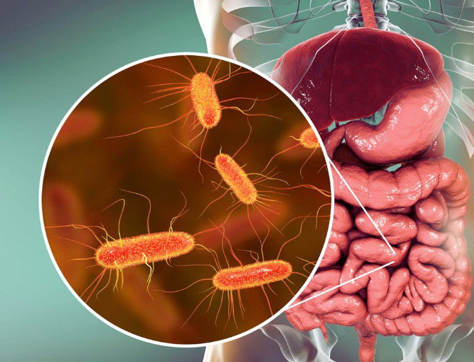 bacterias intestinales junto a figura del aparato digestivo del cuerpo humano