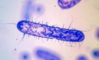 Bacterias