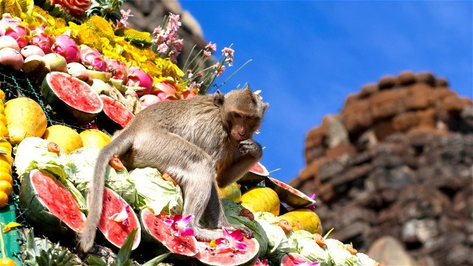 Mono comiendo de una montaña de frutas