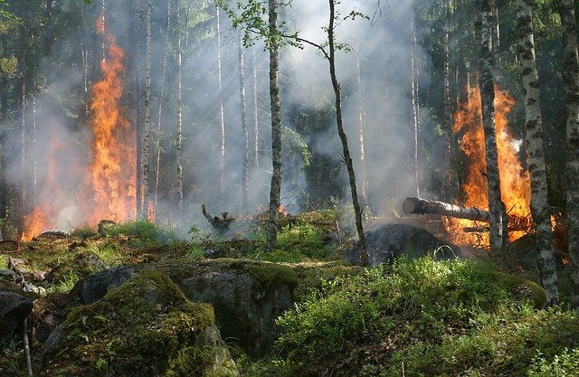 Biodiversidad, incendio forestal
