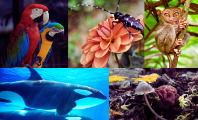 Biodiversidad