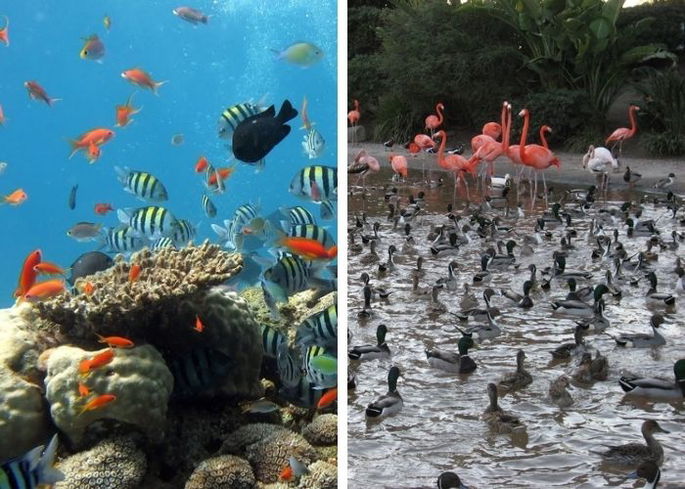Banco de peces nadando cerca de coral y patos nadando en un lago