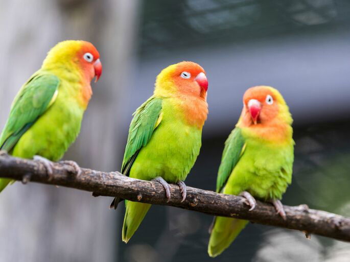 Tres guacamayos de color verde, amarillo y rojo sobre una rama de un árbol.