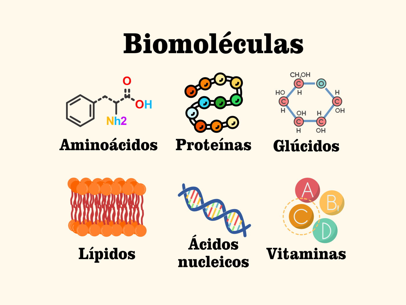 Estructura De 4 Macromol culas Qu Son Los Bioelementos Y