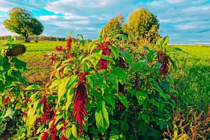 La planta bledo en un campo verdoso bajo un cielo nublado
