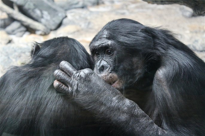 bonobos y lazos sociales