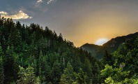 Bosque