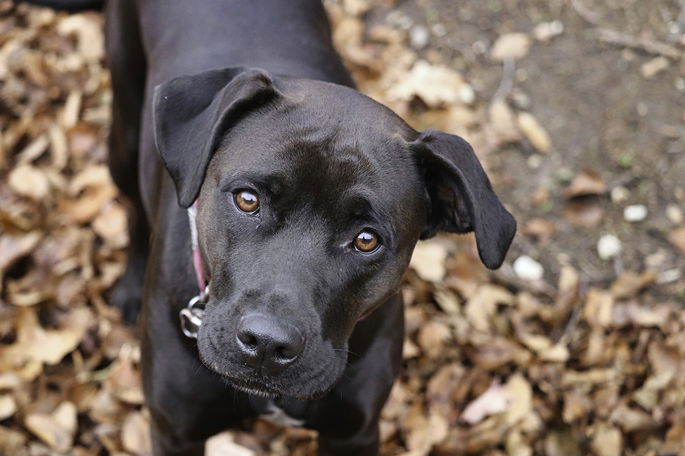 ejemplar de boxer