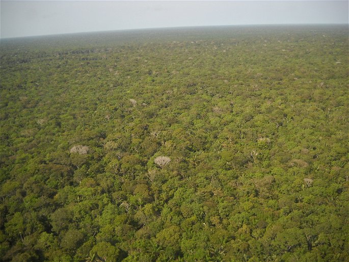 selva amazonica