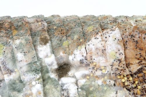 Bacterias como ejemplo de descomponedores, nivel 5 de la cadena alimenticia