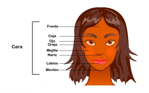 Partes de la cabeza en el ser humano