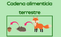 Cadena alimenticia terrestre