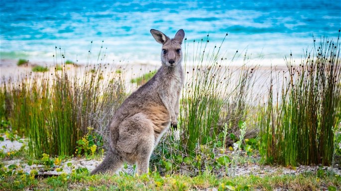 Canguro, símbolo de la fauna australiana