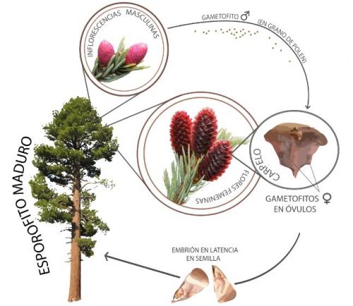 Tipos de reproducción