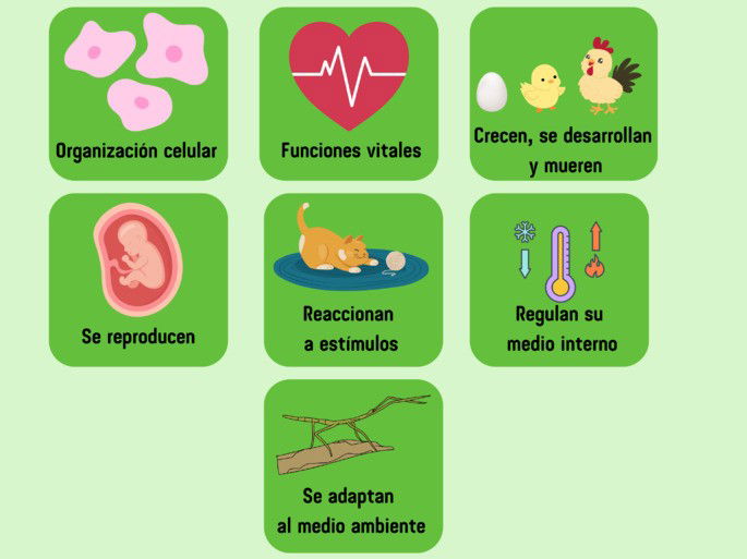 características comunes que compartimos los seres vivos ilustradas con dibujos