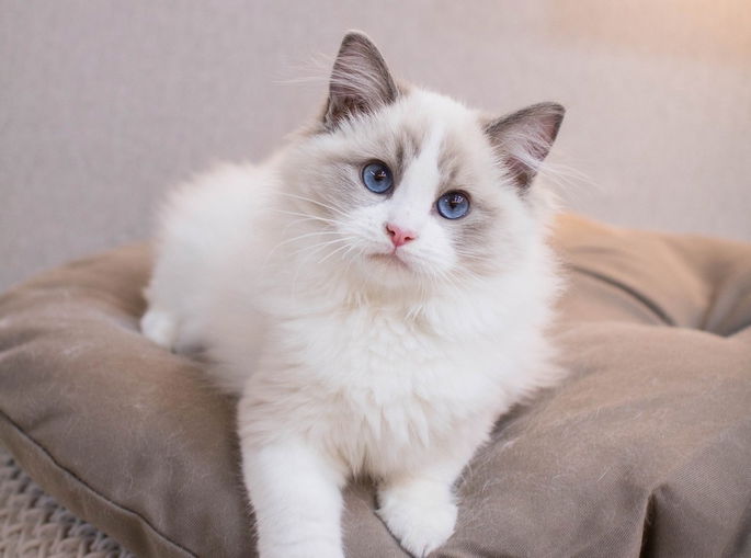 Gato ragadoll de ojos azules tumbado sobre un cojín marrón