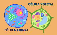 Célula Animal y Célula Vegetal