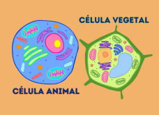 Célula Animal y Célula Vegetal