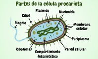 Partes de la célula procariota