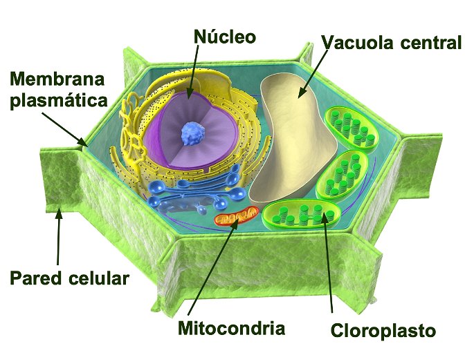 esquema de las partes de la celula vegetal