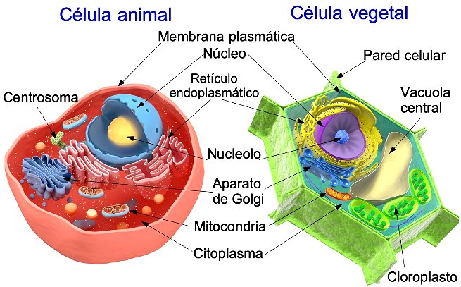 comparacion entre la celula animal y la celula vegetal