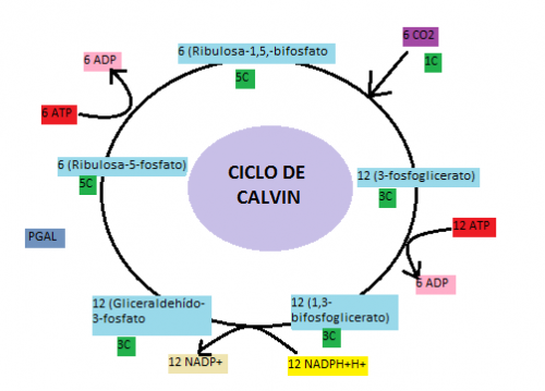 Ciclo de Calvin: qué es, definición y etapas - Significados