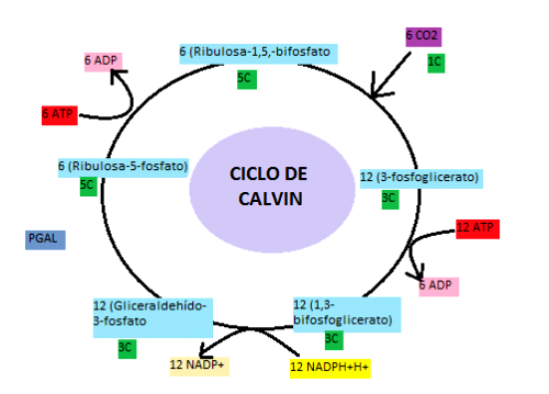 Ciclo de Calvin: qué es, definición y etapas - Significados