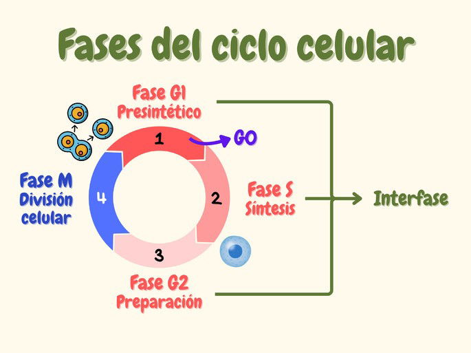 Las fases del ciclo celular: Fase G1, Fase G0, Fase S, Fase G2 y Fase M, englobando la interfase y la fase mitótica.