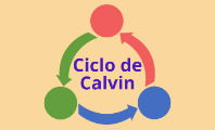Ciclo de Calvin