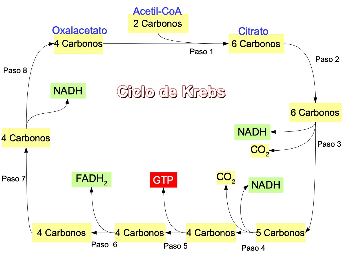 esquema del ciclo de Krebs