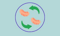 Ciclo de Krebs